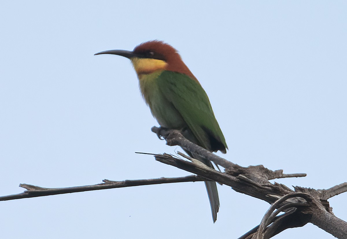 Chestnut-headed Bee-eater - Tushar Bhagwat