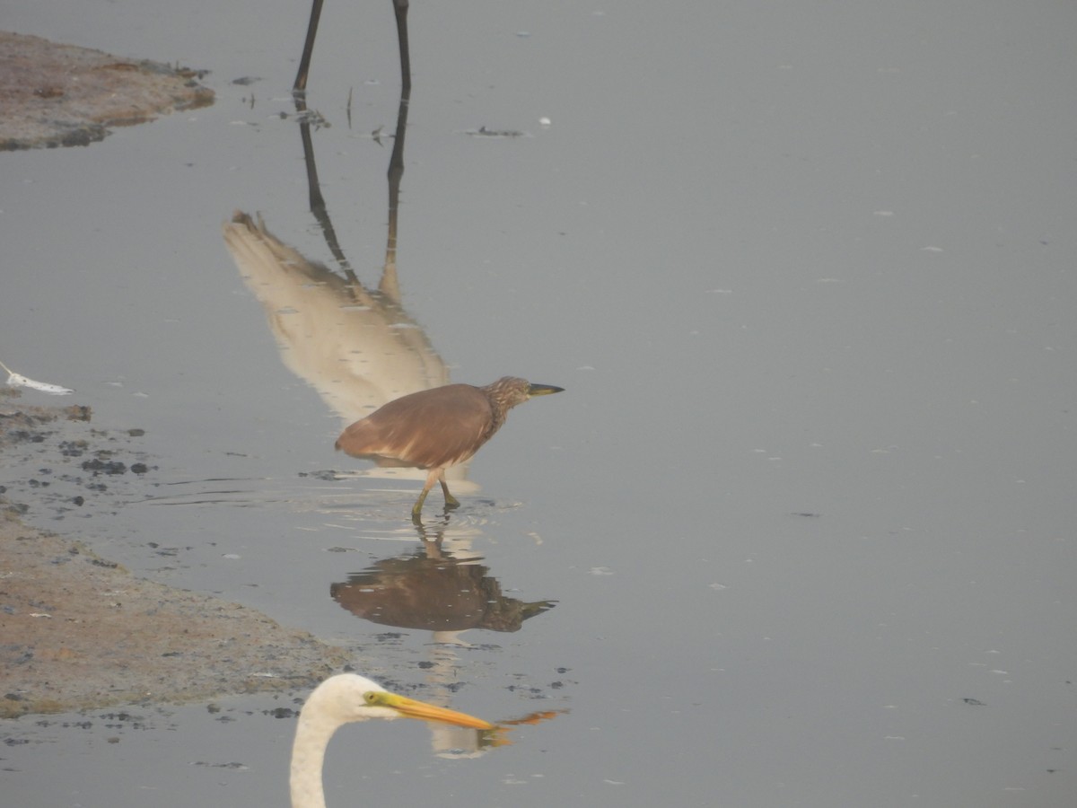 Indian Pond-Heron - ML615861267