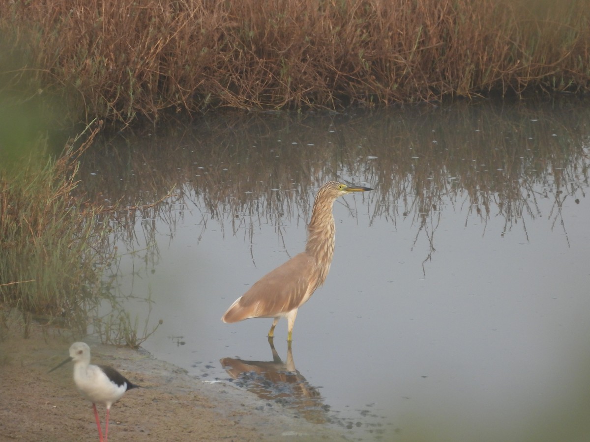 Indian Pond-Heron - ML615861270