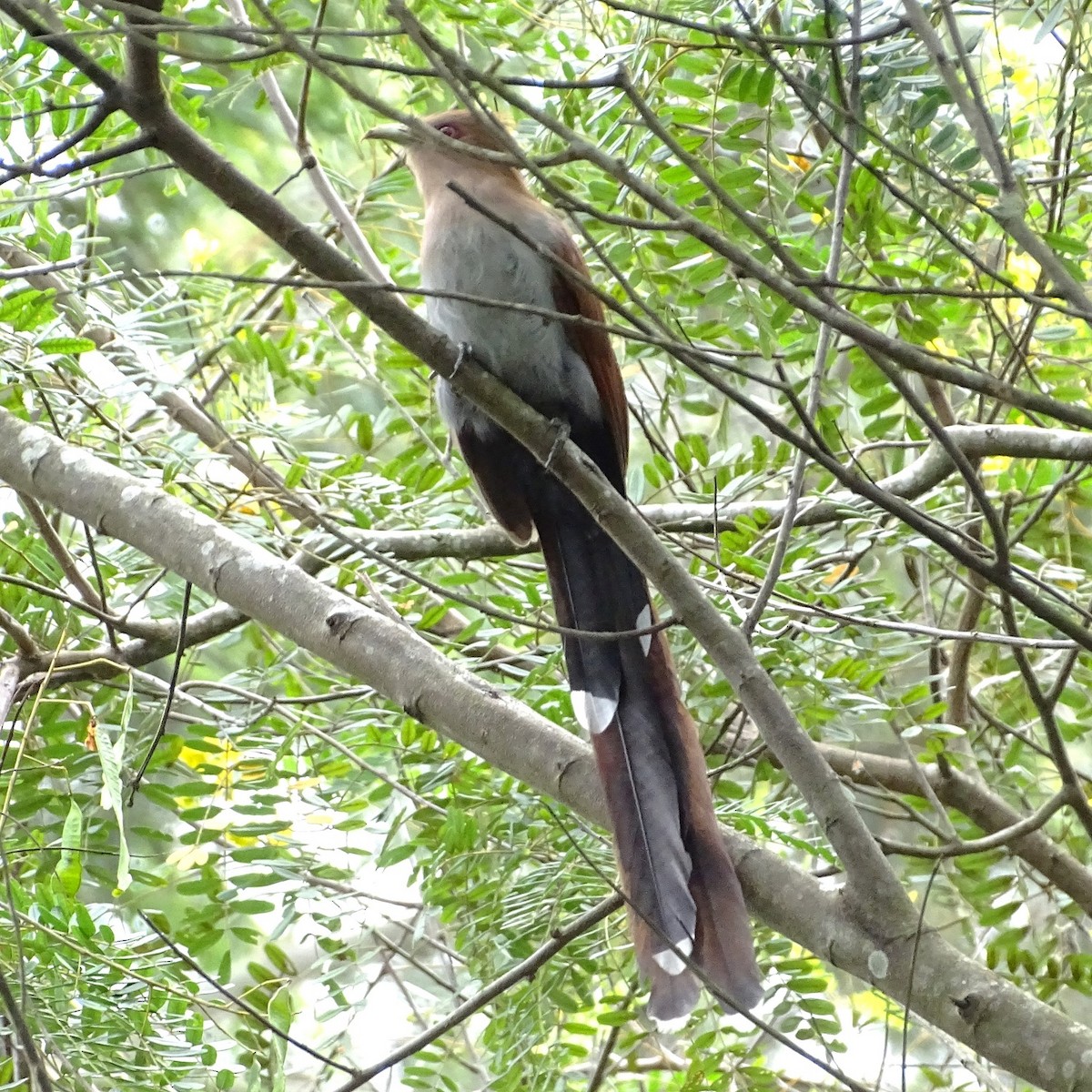 Cuco Ardilla Común - ML615861292