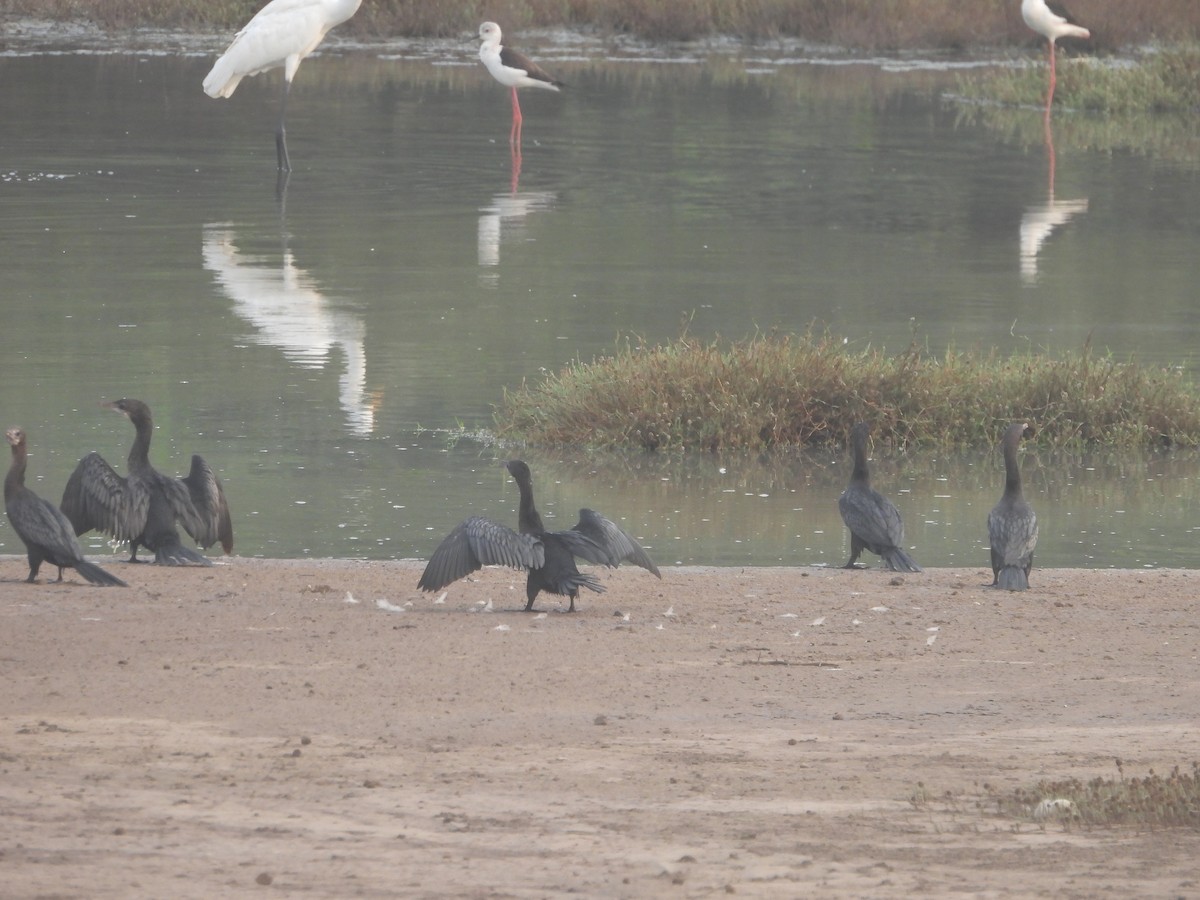 Little Cormorant - ML615861305