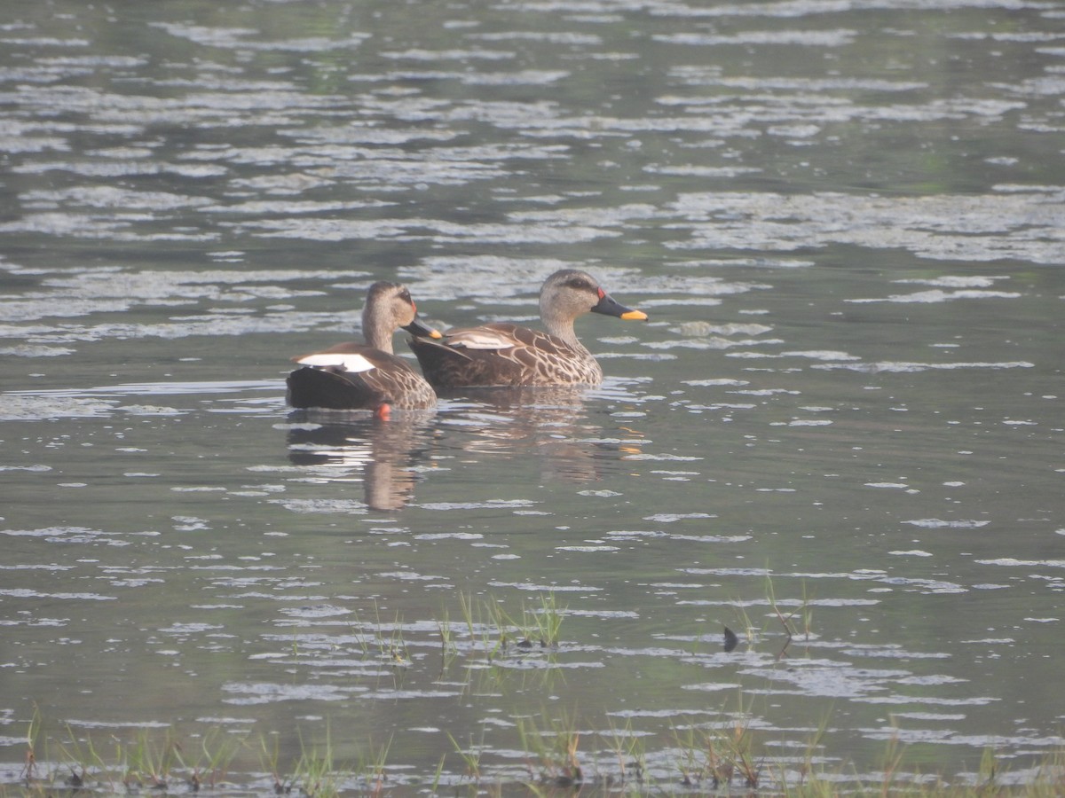 Indian Spot-billed Duck - ML615861312