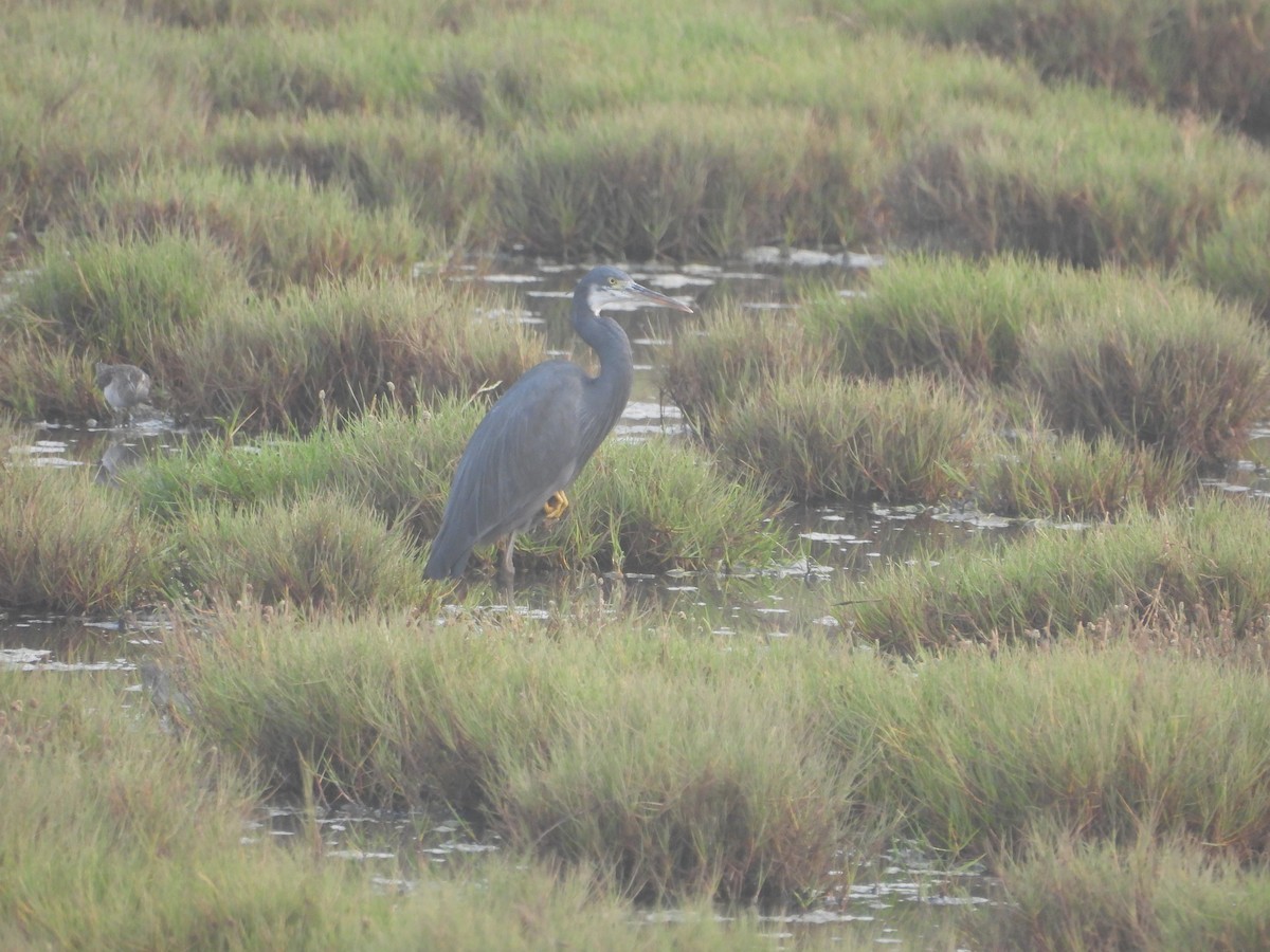 Western Reef-Heron - ML615861322