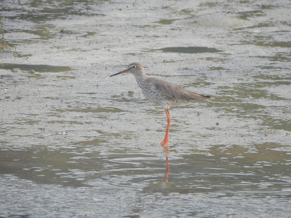 Common Redshank - ML615861333