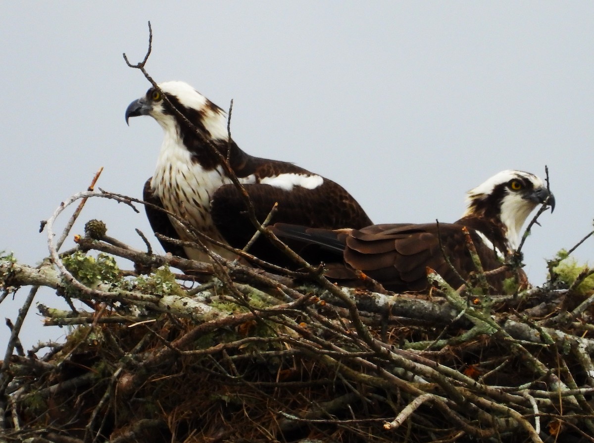 Osprey (carolinensis) - ML615861339