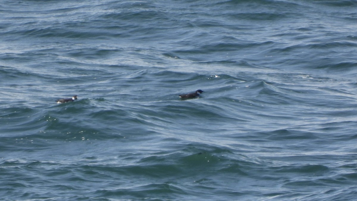 Guillemot à cou blanc - ML615861358