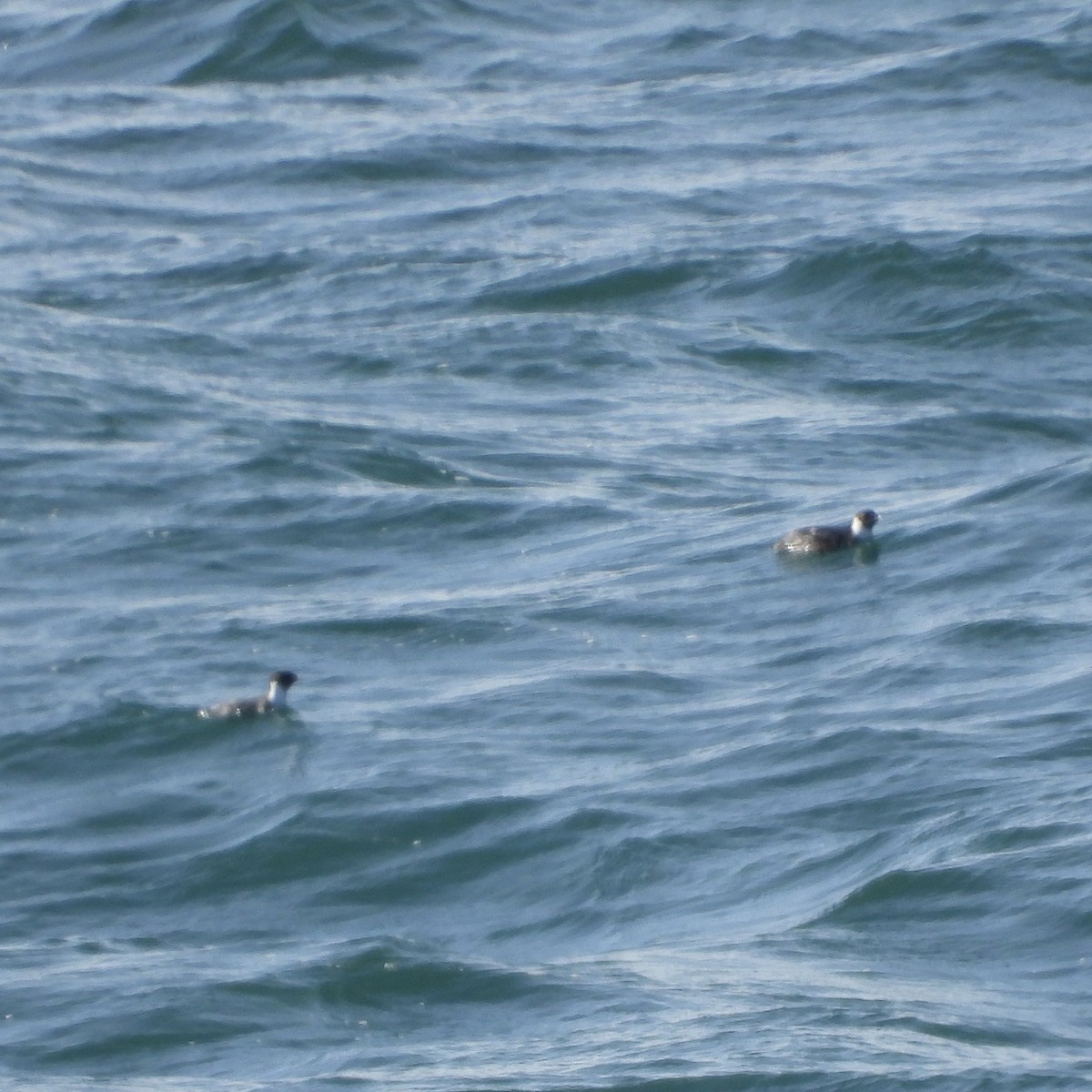 Guillemot à cou blanc - ML615861359