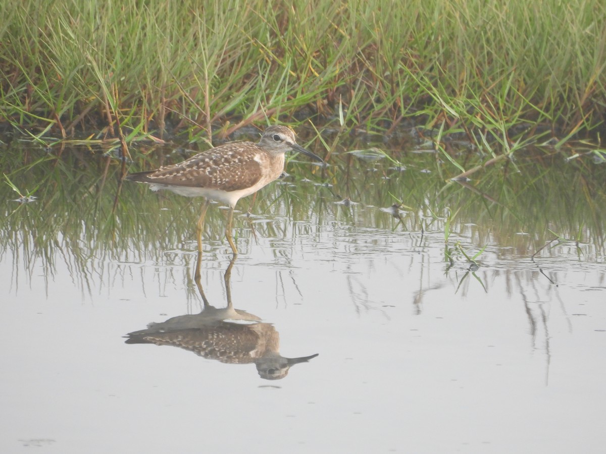 Wood Sandpiper - ML615861361