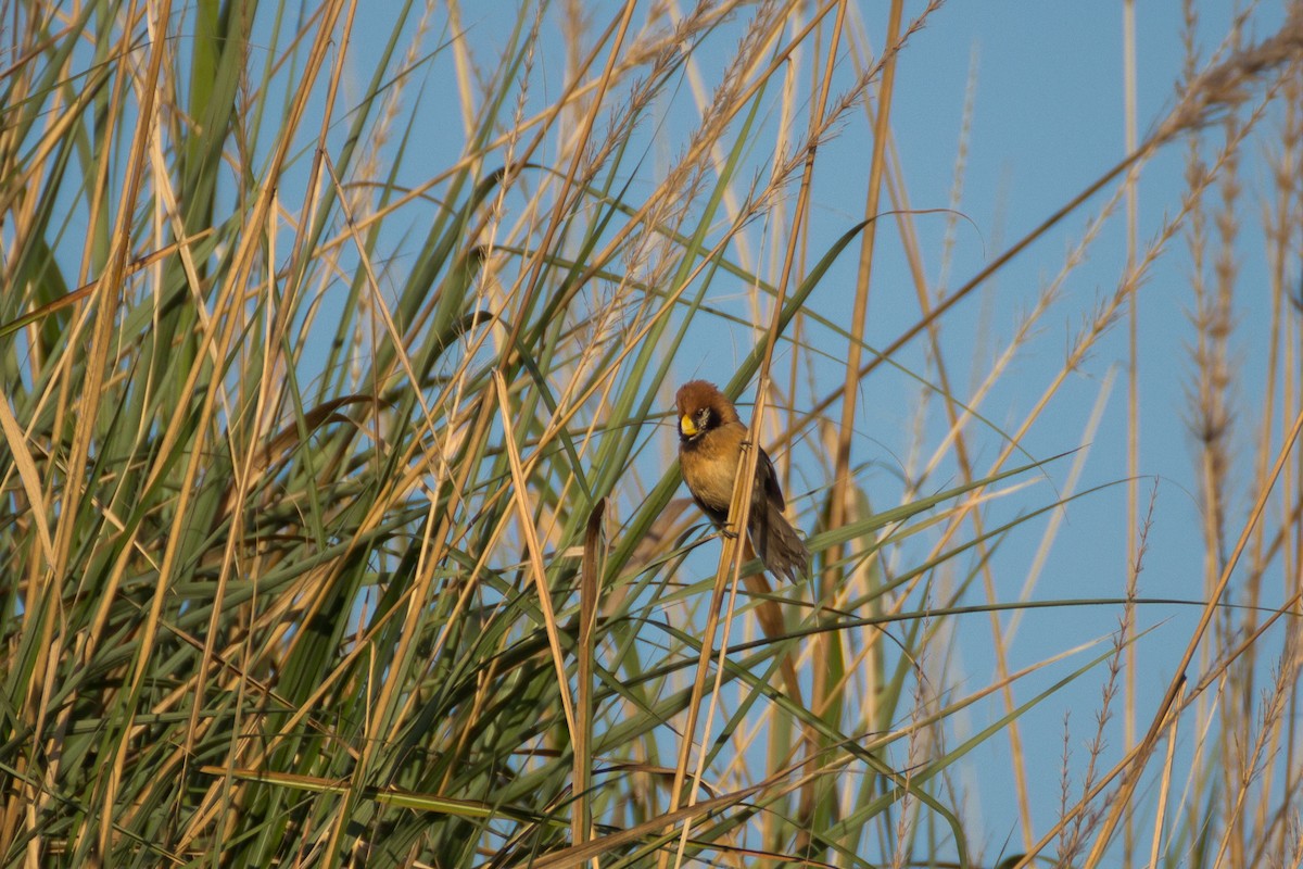 Black-breasted Parrotbill - ML615861394