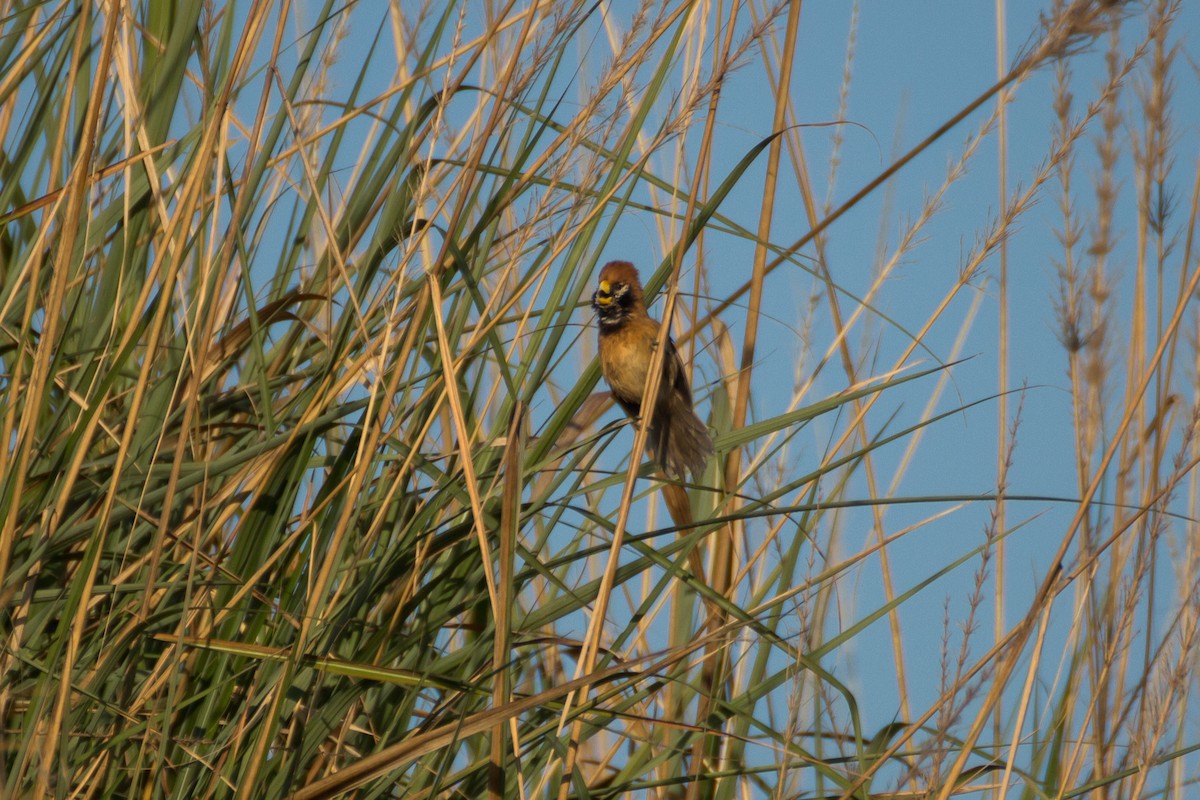 Black-breasted Parrotbill - ML615861395