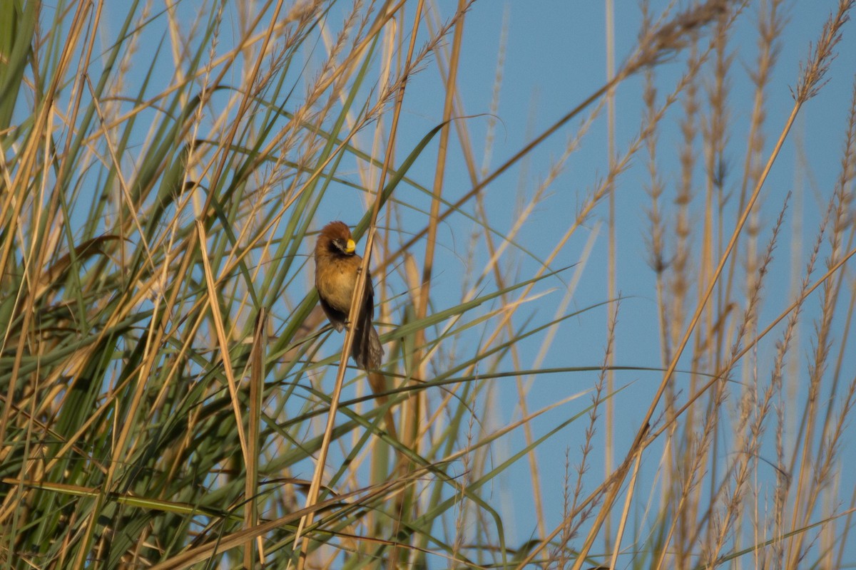 Black-breasted Parrotbill - ML615861396