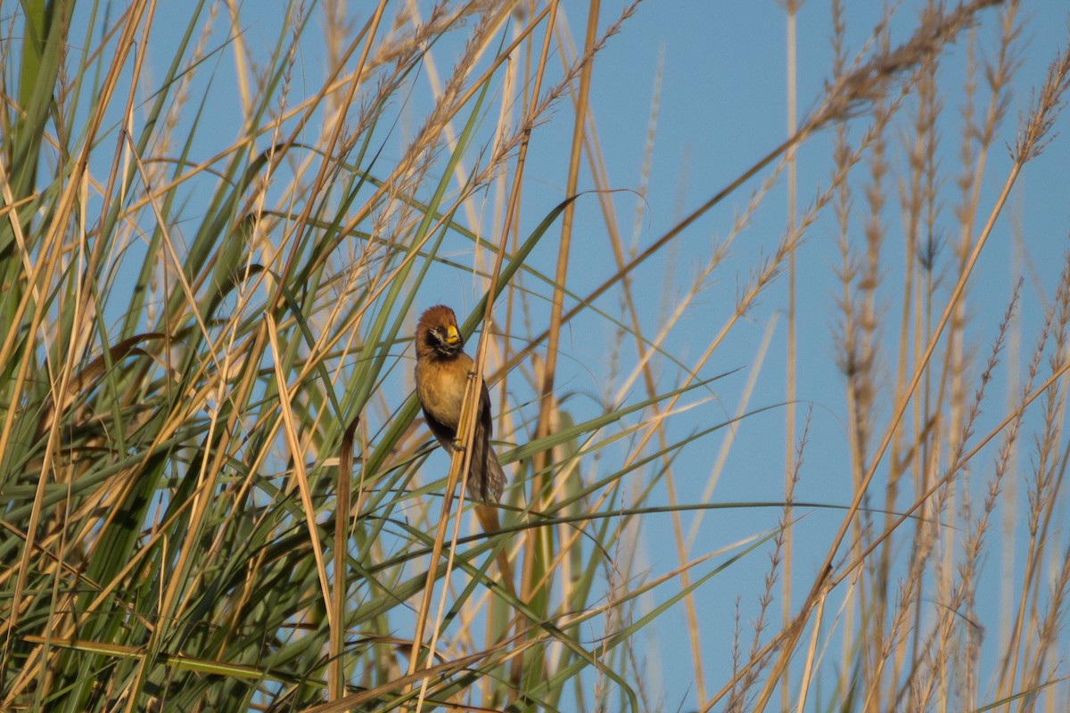 Black-breasted Parrotbill - ML615861397