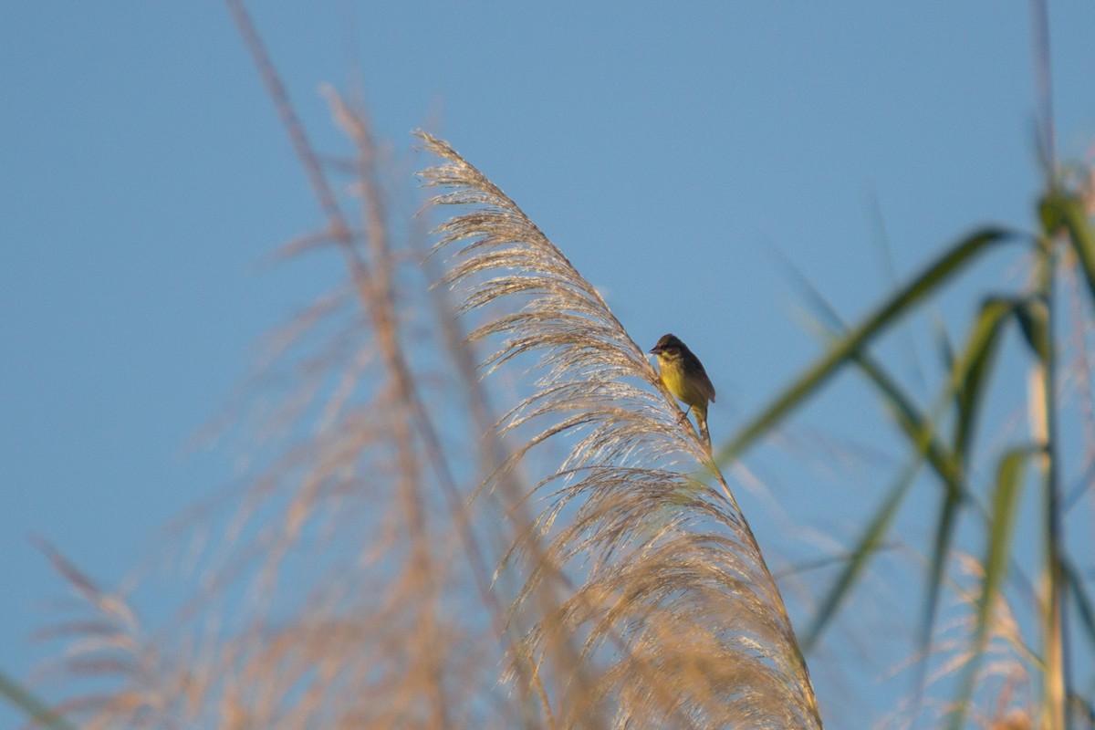 Black-faced Bunting - ML615861425