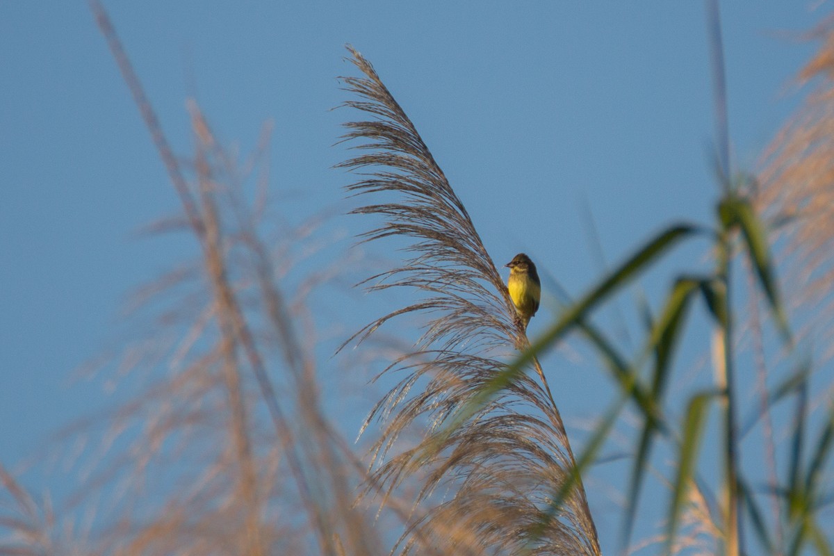 Black-faced Bunting - ML615861426