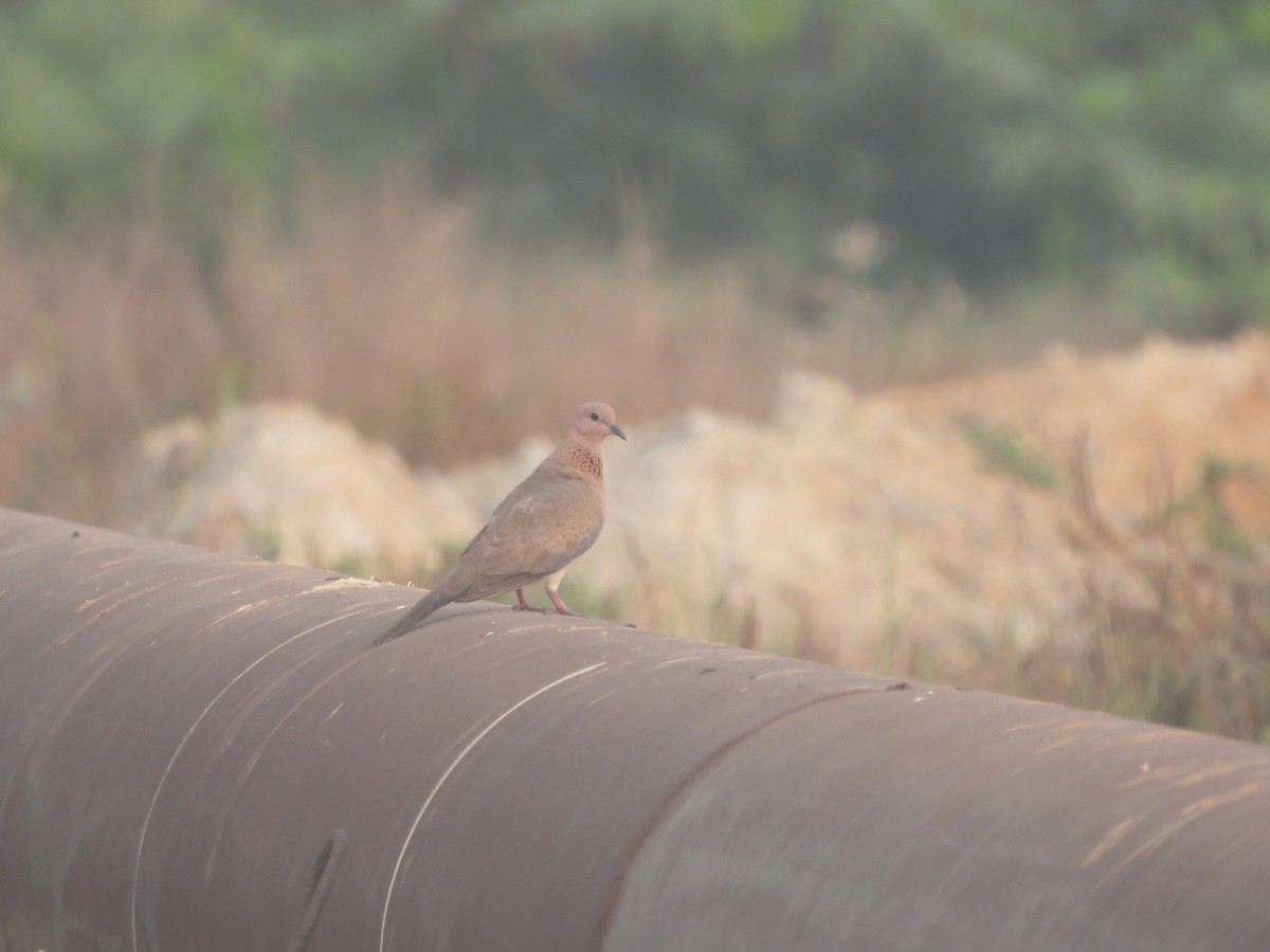 Laughing Dove - ML615861430