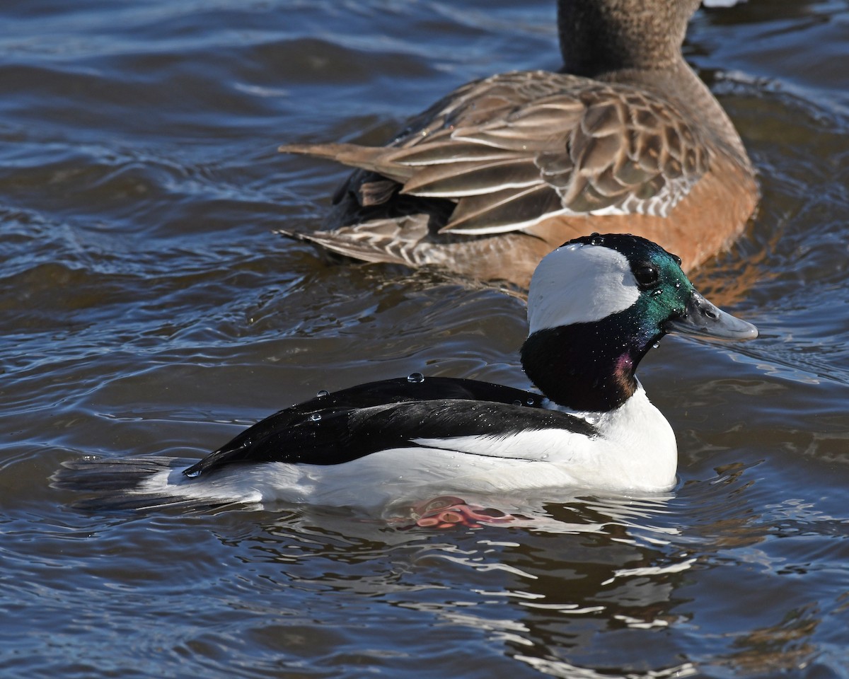 Bufflehead - Laura  Wolf