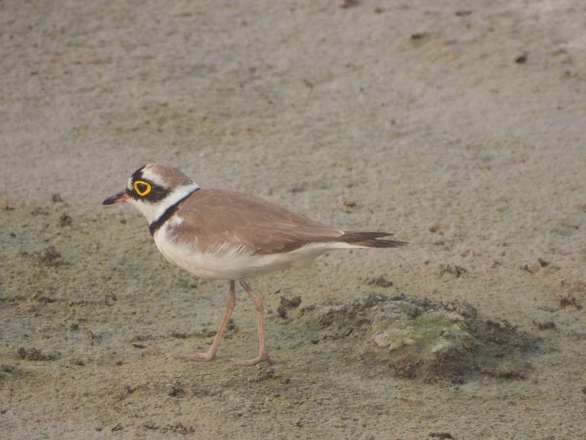 Little Ringed Plover - ML615861451
