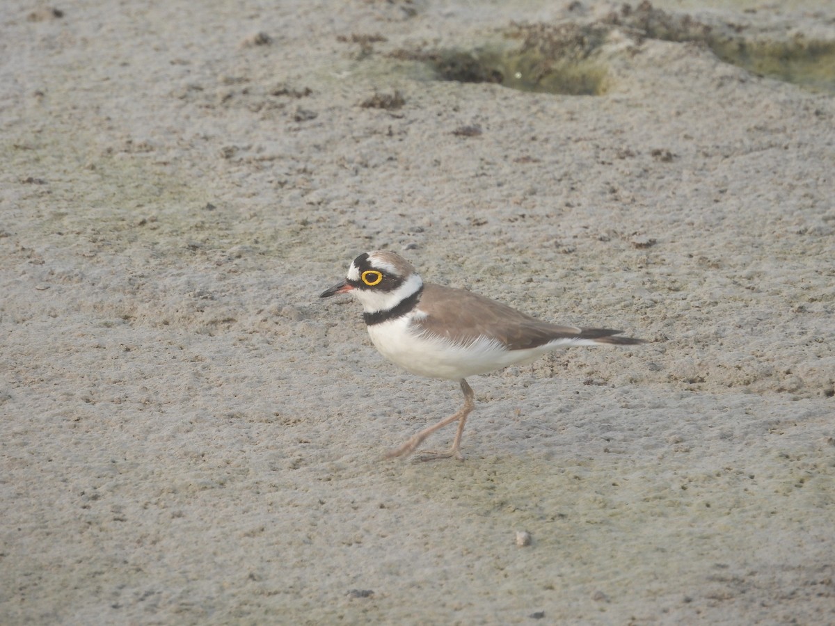 Little Ringed Plover - ML615861452