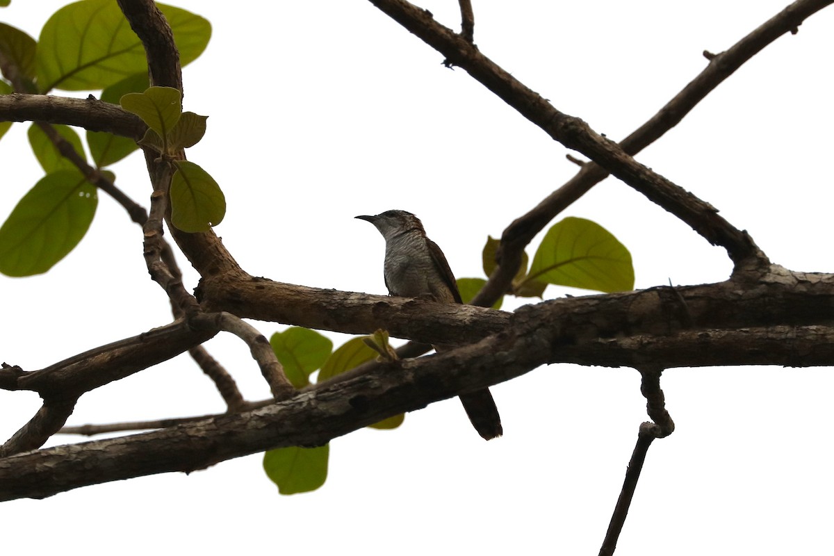 Banded Bay Cuckoo - ML615861501