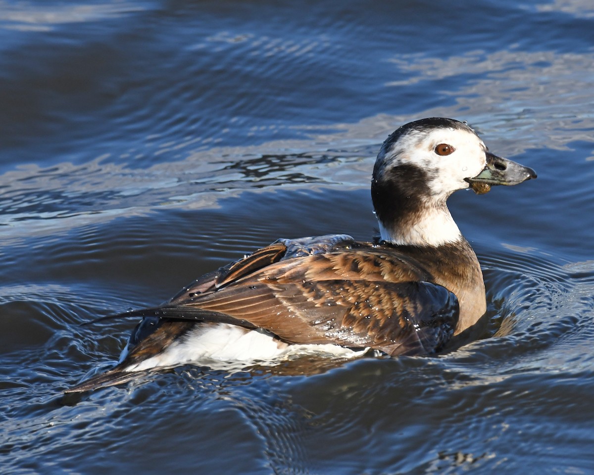 Long-tailed Duck - ML615861504