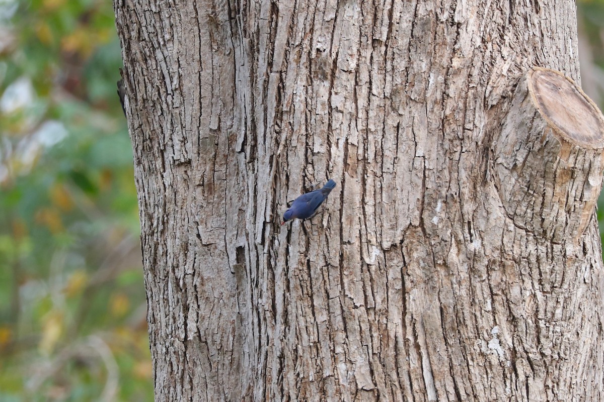 Velvet-fronted Nuthatch - ML615861535