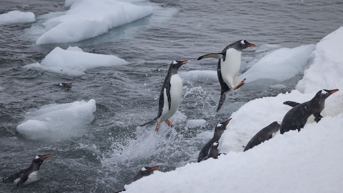 Gentoo Penguin - Mouser Williams