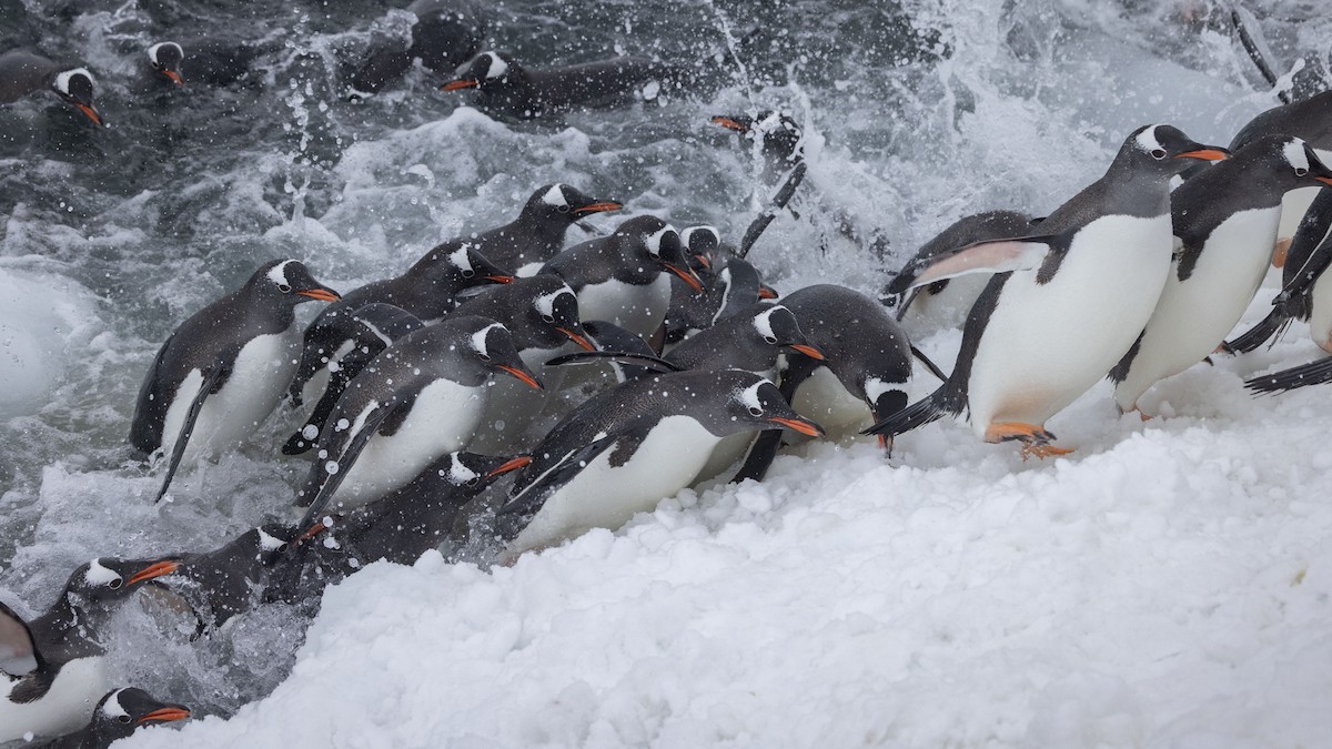 Gentoo Penguin - Mouser Williams