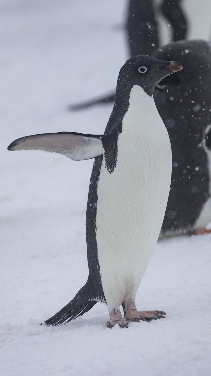 Adelie Penguin - Mouser Williams