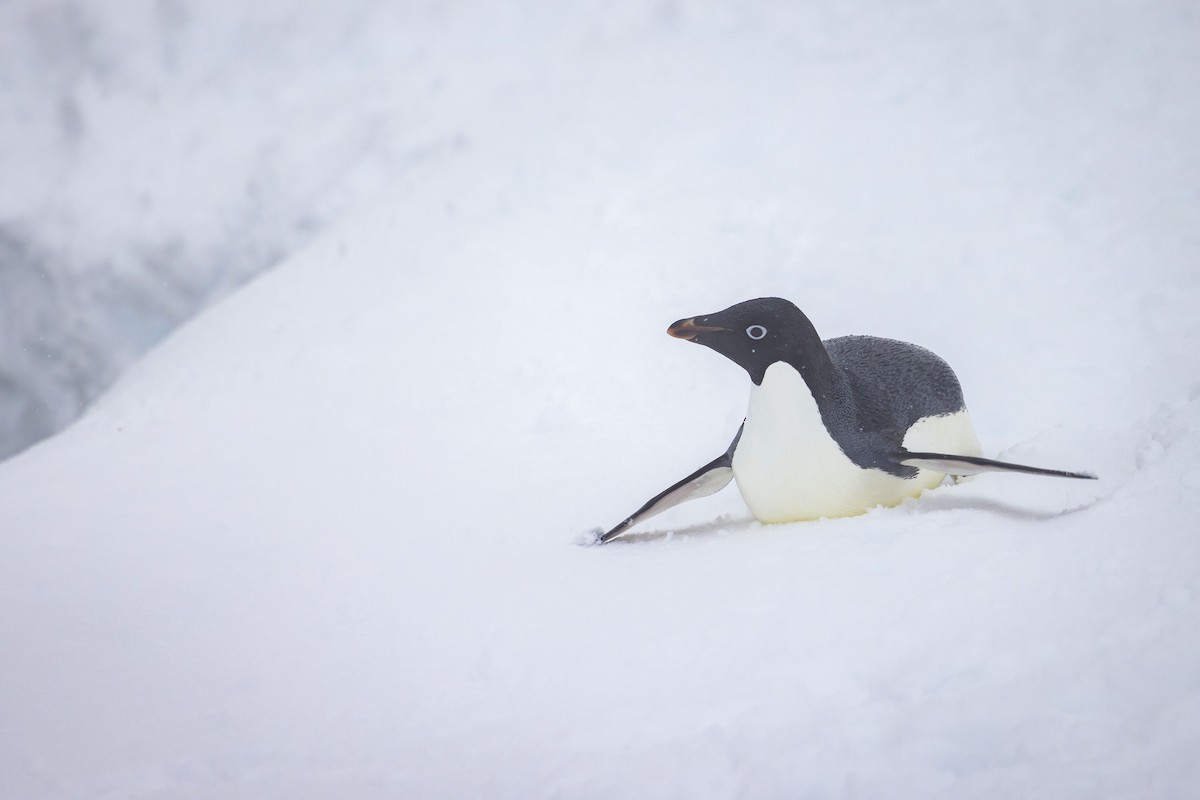 Adelie Penguin - Mouser Williams