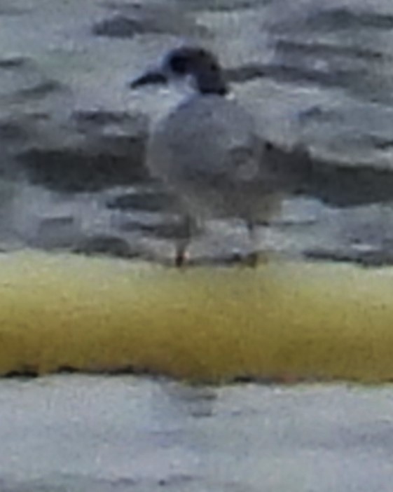 Forster's Tern - ML615861590