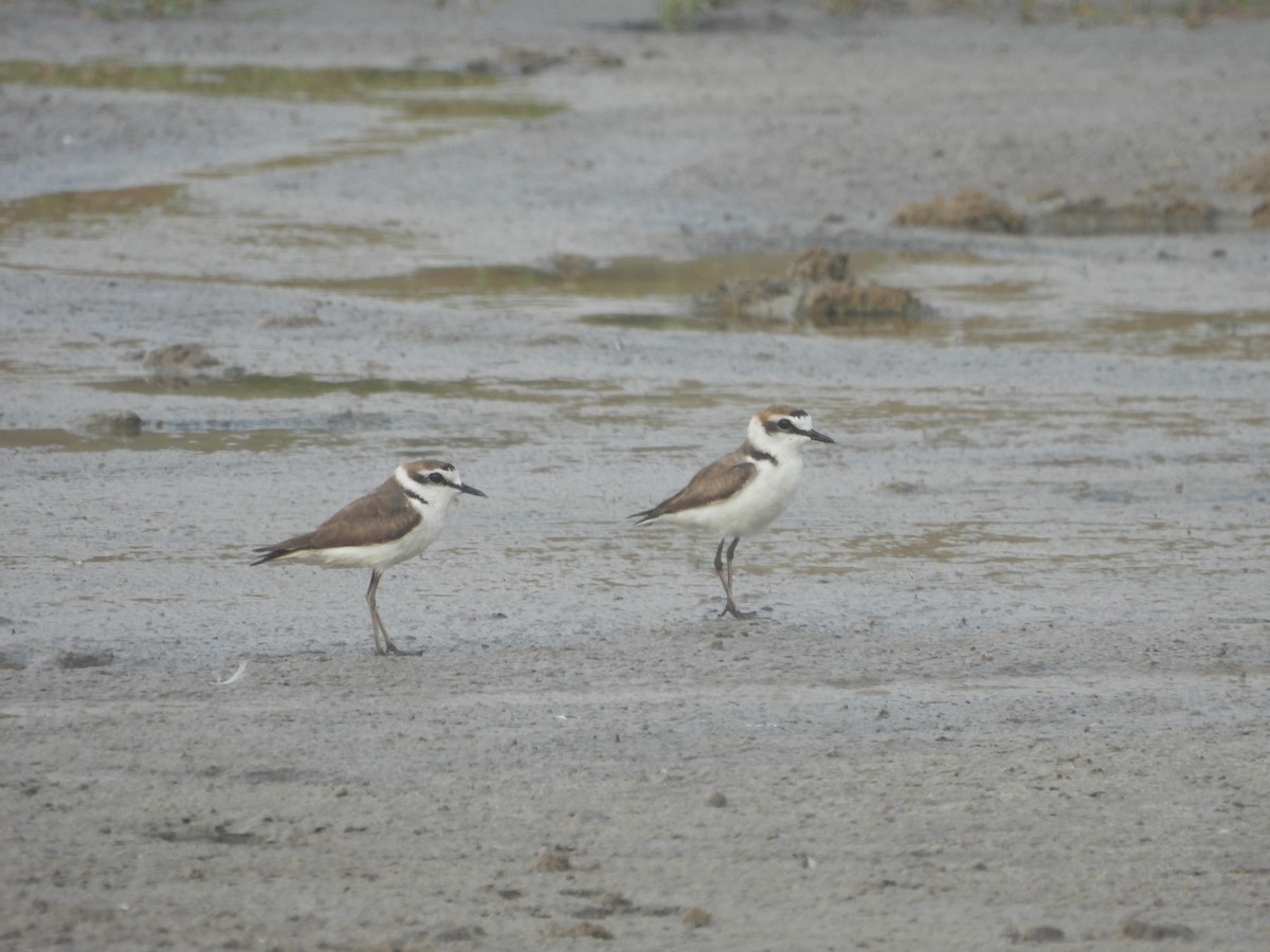 Kentish Plover - ML615861618