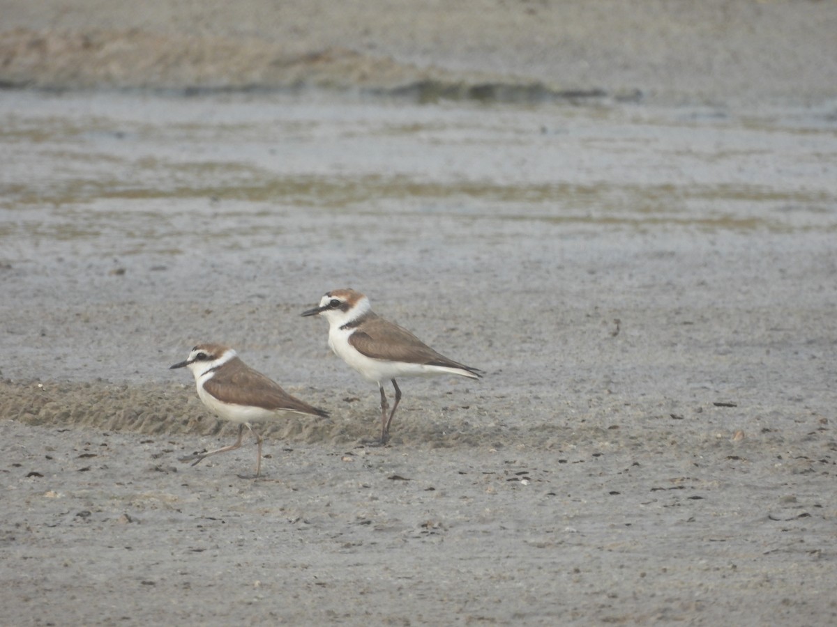 Kentish Plover - ML615861625