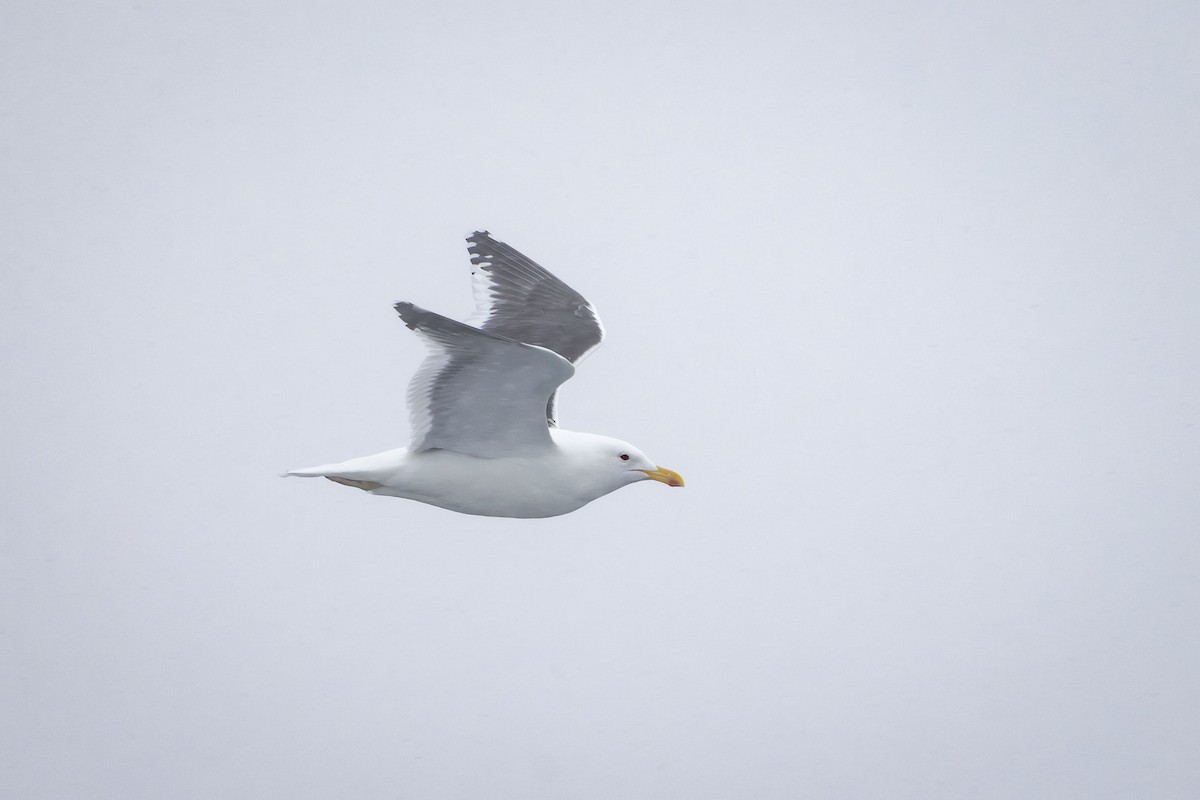 Kelp Gull - Mouser Williams