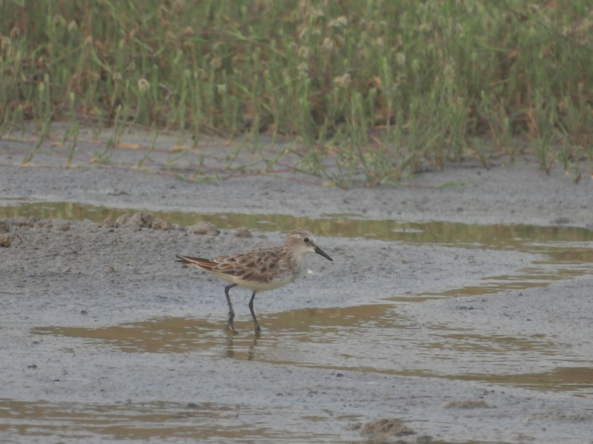 Little Stint - ML615861638