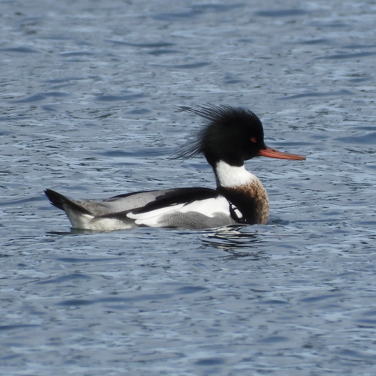 Red-breasted Merganser - ML615861639