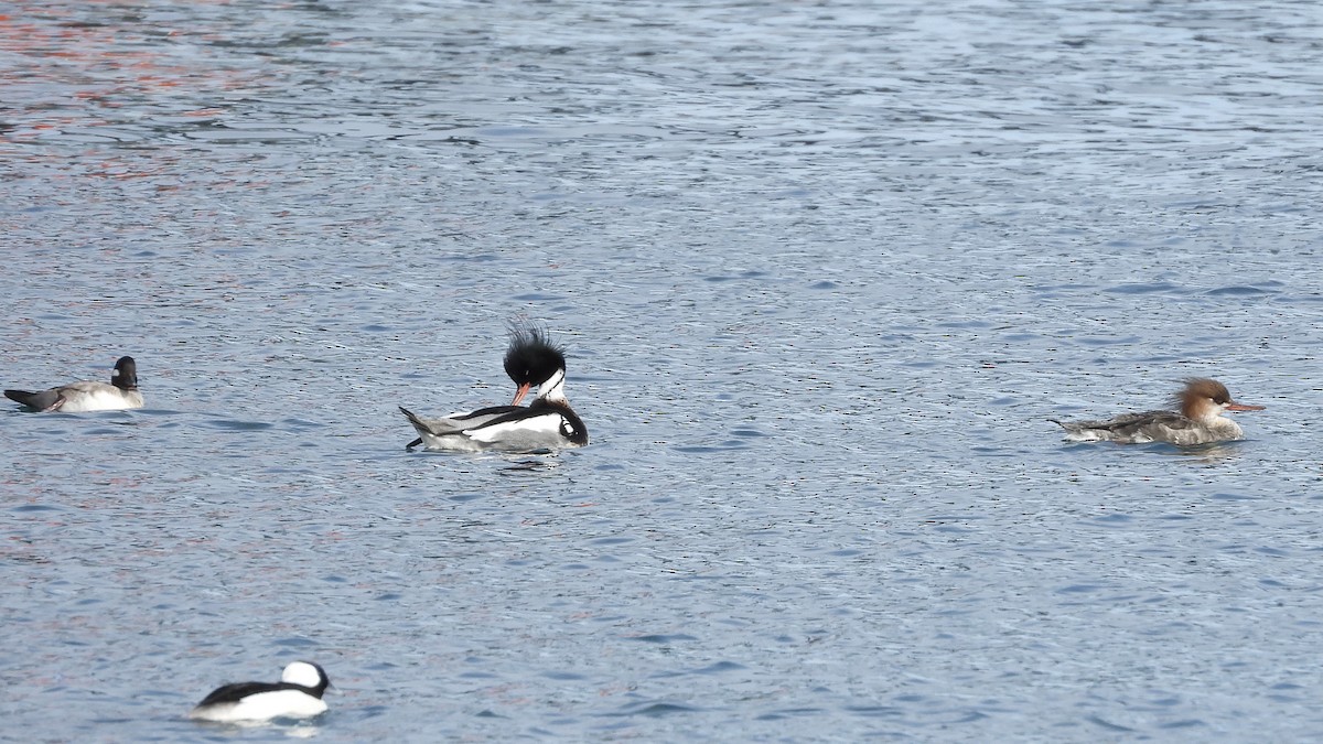 Red-breasted Merganser - ML615861640