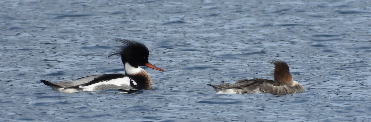 Red-breasted Merganser - ML615861641