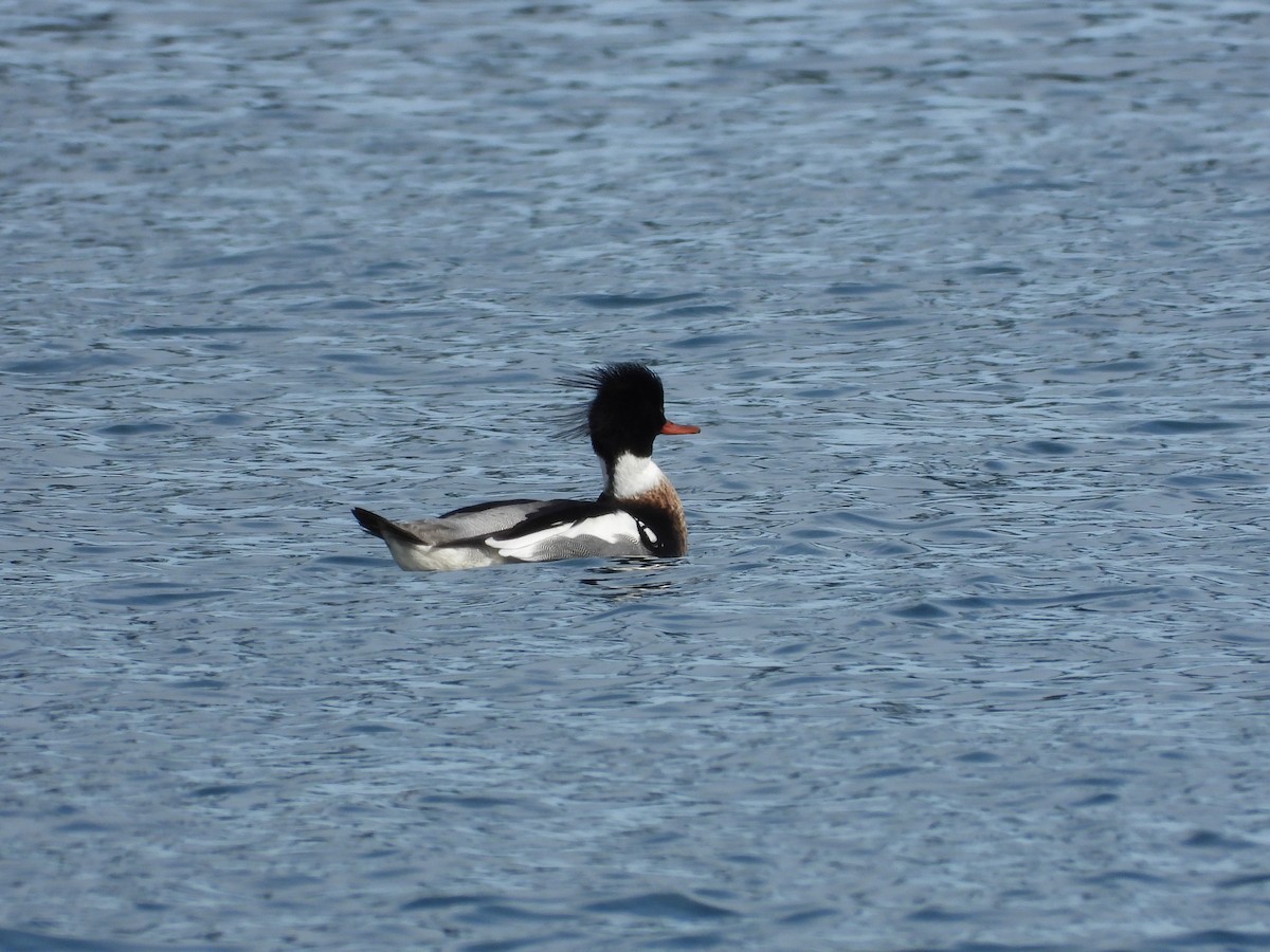 Red-breasted Merganser - ML615861643