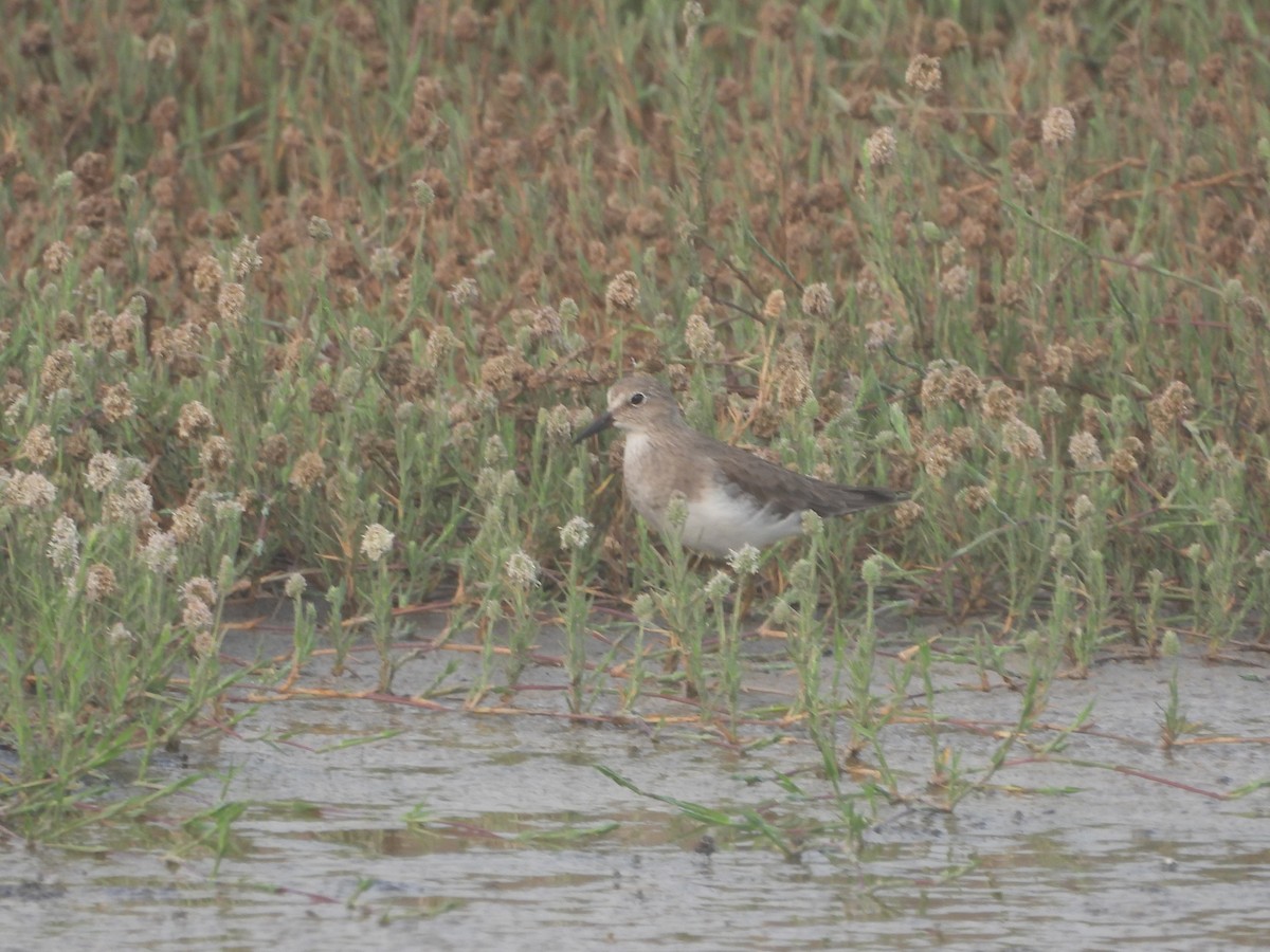 Temminck's Stint - ML615861648
