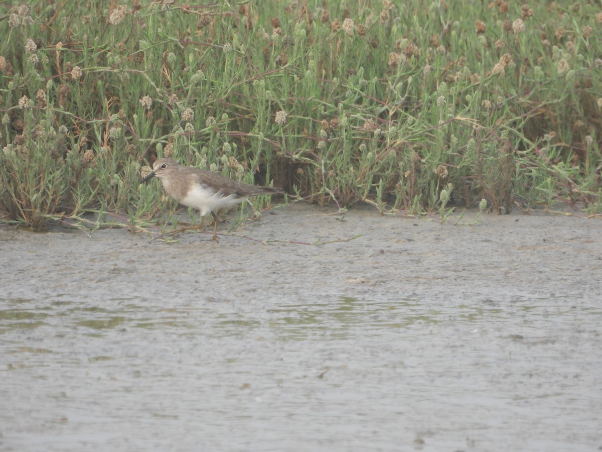 Temminck's Stint - ML615861649