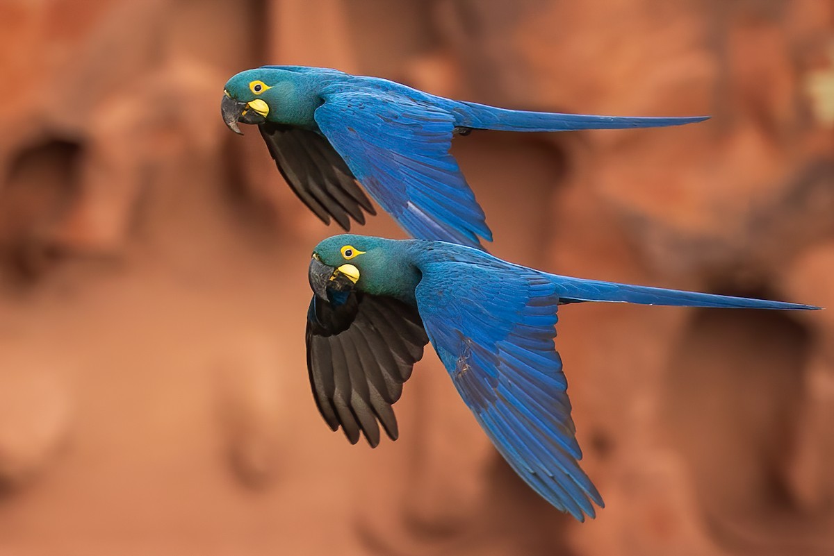 Indigo Macaw - ML615861682