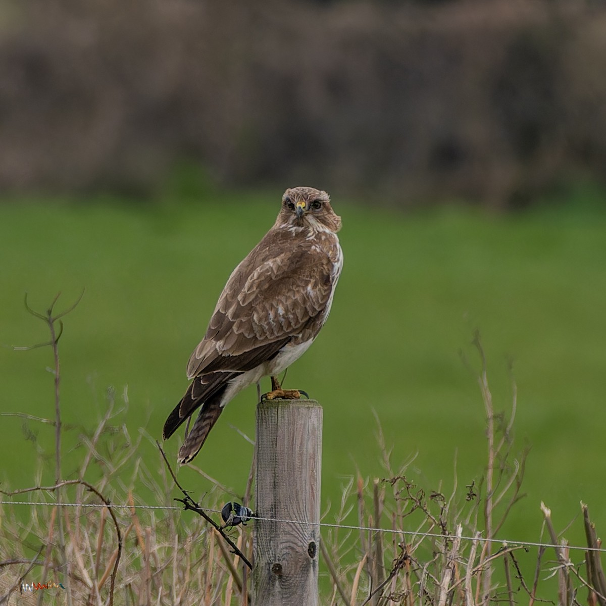 Common Buzzard - ML615861690