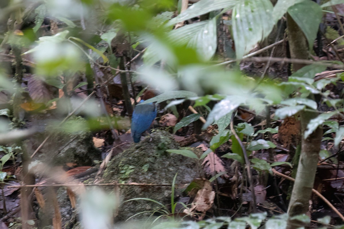 Philippinen-Blaubrustpitta [erythrogaster-Gruppe] - ML615861717