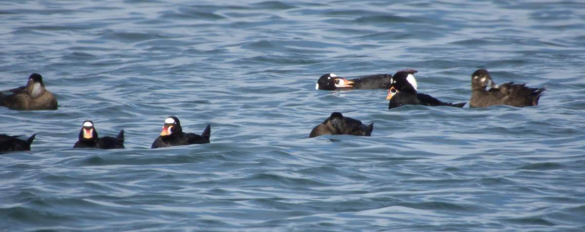 Surf Scoter - W. Douglas Robinson