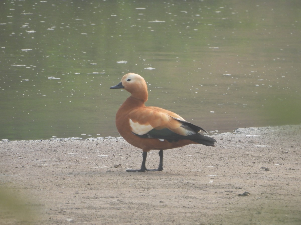Ruddy Shelduck - ML615861739
