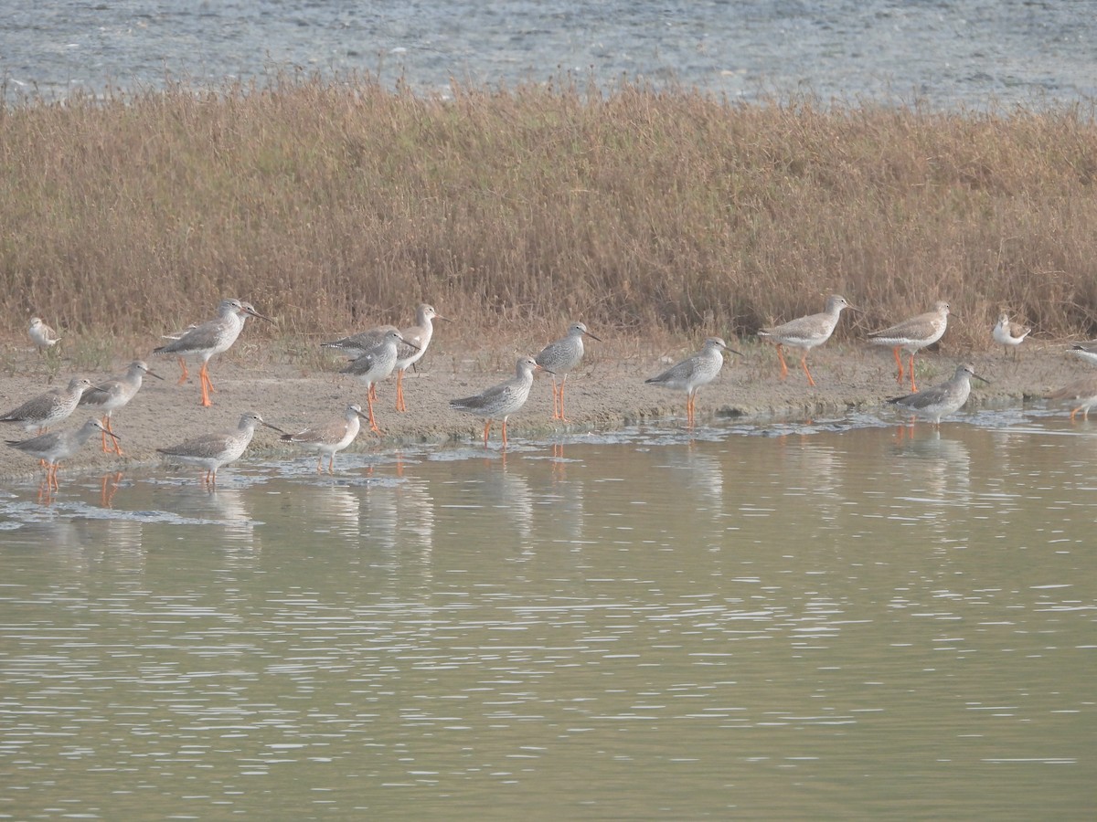 Common Redshank - ML615861743