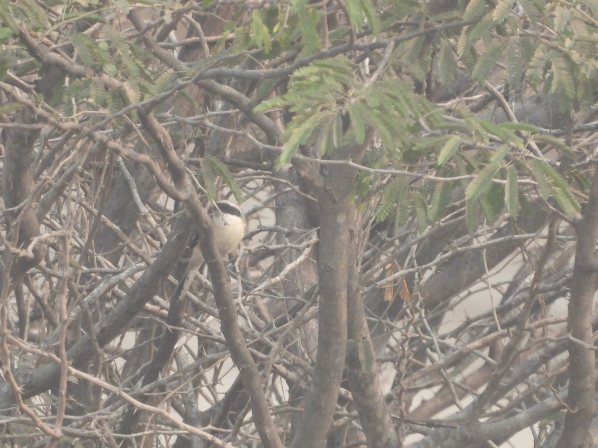 Bay-backed Shrike - ML615861760