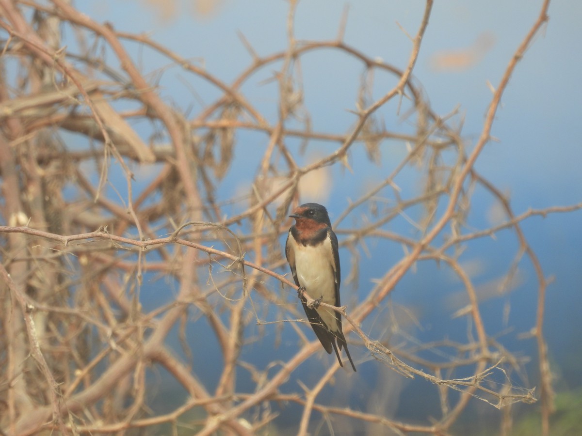 Barn Swallow - ML615861767