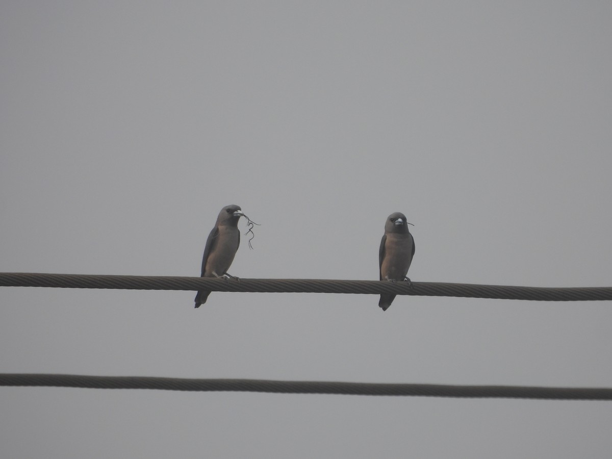 Ashy Woodswallow - ML615861782
