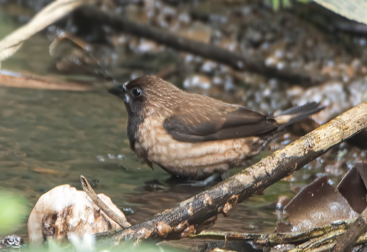 Black-throated Munia - ML615861823